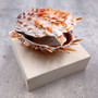 Orange Purple Spiny Oyster Pair Spondylus Barbatus (1 shell pair approx. 4X4X2 inches) B GRADE Colorful seashell pair for nautical decor! Copyright 2026 SeaShellSupply.com.
