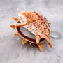Orange Purple Spiny Oyster Pair Spondylus Barbatus (1 shell pair approx. 4X4X2 inches) B GRADE Colorful seashell pair for nautical decor!
