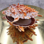 Orange Purple Spiny Oyster Pair Spondylus Barbatus (1 shell pair approx. 4X4X2 inches) B GRADE Colorful seashell pair for nautical decor!