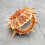 Orange Purple Spiny Oyster Pair Spondylus Barbatus (1 shell pair approx. 4X3X2 inches) B GRADE Colorful seashell pair for nautical decor!