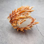 Orange Purple Spiny Oyster Pair Spondylus Barbatus (1 shell pair approx. 4X3X2 inches) B GRADE Colorful seashell pair for nautical decor!