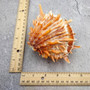 Orange Purple Spiny Oyster Pair Spondylus Barbatus (1 shell pair approx. 4X3X2 inches) B GRADE Colorful seashell pair for nautical decor!
