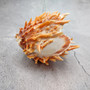 Orange Purple Spiny Oyster Pair Spondylus Barbatus (1 shell pair approx. 4X3X2 inches) B GRADE Colorful seashell pair for nautical decor!