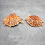 Orange Purple Spiny Oyster Pair Spondylus Barbatus (1 shell pair approx. 4X3X2 inches) B GRADE Colorful seashell pair for nautical decor!
