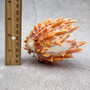 Orange Purple Spiny Oyster Pair Spondylus Barbatus (1 shell pair approx. 4X3X2 inches) B GRADE Colorful seashell pair for nautical decor!