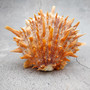 Orange Purple Spiny Oyster Pair Spondylus Barbatus (1 shell pair approx. 4X3X2 inches) B GRADE Colorful seashell pair for nautical decor!
