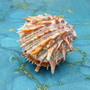Orange Purple Spiny Oyster Pair Spondylus Barbatus (1 shell pair approx. 3X3X2 inches) B GRADE Colorful seashell pair for nautical decor! Copyright 2026 SeaShellSupply.com.