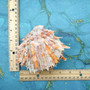 Orange Purple Spiny Oyster Pair Spondylus Barbatus (1 shell pair approx. 3X3X2 inches) B GRADE Colorful seashell pair for nautical decor! Copyright 2026 SeaShellSupply.com.