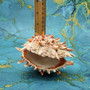 Orange Purple Spiny Oyster Pair Spondylus Barbatus (1 shell pair approx. 3X3X2 inches) B GRADE Colorful seashell pair for nautical decor! Copyright 2026 SeaShellSupply.com.