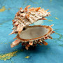 Orange Purple Spiny Oyster Pair Spondylus Barbatus (1 shell pair approx. 3X3X2 inches) B GRADE Colorful seashell pair for nautical decor! Copyright 2026 SeaShellSupply.com.