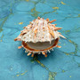 Orange Purple Spiny Oyster Pair Spondylus Barbatus (1 shell pair approx. 3X3X2 inches) B GRADE Colorful seashell pair for nautical decor!