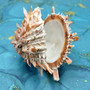 Orange Purple Spiny Oyster Pair Spondylus Barbatus (1 shell pair approx. 3X3X2 inches) B GRADE Colorful seashell pair for nautical decor!