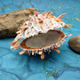 Orange Purple Spiny Oyster Pair Spondylus Barbatus (1 shell pair approx. 3X3X2 inches) B GRADE Colorful seashell pair for nautical decor!