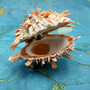 Orange Purple Spiny Oyster Pair Spondylus Barbatus (1 shell pair approx. 3X3X2 inches) B GRADE Colorful seashell pair for nautical decor!