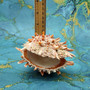 Orange Purple Spiny Oyster Pair Spondylus Barbatus (1 shell pair approx. 3X3X2 inches) B GRADE Colorful seashell pair for nautical decor!