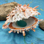 Orange Purple Spiny Oyster Pair Spondylus Barbatus (1 shell pair approx. 3X3X2 inches) B GRADE Colorful seashell pair for nautical decor!