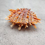 Orange Purple Spiny Oyster Pair Spondylus Barbatus (1 shell pair approx. 3X3X2 inches) B GRADE Colorful seashell pair for nautical decor! Copyright 2026 SeaShellSupply.com.