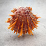 Orange Purple Spiny Oyster Pair Spondylus Barbatus (1 shell pair approx. 3X3X2 inches) B GRADE Colorful seashell pair for nautical decor! 11