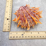 Orange Purple Spiny Oyster Pair Spondylus Barbatus (1 shell pair approx. 3X3X2 inches) B GRADE Colorful seashell pair for nautical decor! 11