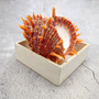 Orange Purple Spiny Oyster Pair Spondylus Barbatus (1 shell pair approx. 3X3X2 inches) B GRADE Colorful seashell pair for nautical decor! 11