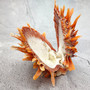 Orange Purple Spiny Oyster Pair Spondylus Barbatus (1 shell pair approx. 3X3X2 inches) B GRADE Colorful seashell pair for nautical decor! 11