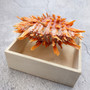 Orange Purple Spiny Oyster Pair Spondylus Barbatus (1 shell pair approx. 3X3X2 inches) B GRADE Colorful seashell pair for nautical decor! 11