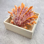 Orange Purple Spiny Oyster Pair Spondylus Barbatus (1 shell pair approx. 3X3X2 inches) B GRADE Colorful seashell pair for nautical decor! 11