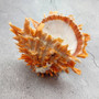 Orange Purple Spiny Oyster Pair Spondylus Barbatus (1 shell pair approx. 4X4X3 inches) B GRADE Colorful seashell pair for nautical decor! Copyright 2026 SeaShellSupply.com.