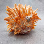 Orange Purple Spiny Oyster Pair Spondylus Barbatus (1 shell pair approx. 4X4X3 inches) B GRADE Colorful seashell pair for nautical decor! Copyright 2026 SeaShellSupply.com.