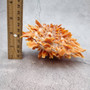 Orange Purple Spiny Oyster Pair Spondylus Barbatus (1 shell pair approx. 4X4X3 inches) B GRADE Colorful seashell pair for nautical decor! Copyright 2026 SeaShellSupply.com.