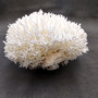 White Birdsnest Coral Cluster Seriatopora Hystrix (1 coral approx. 10-12+ inches) White Bird Nest Coral Cluster for home décor & collecting! Copyright 2026 SeaShellSupply.com.