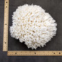 White Birdsnest Coral Cluster Seriatopora Hystrix (1 coral approx. 10-12+ inches) White Bird Nest Coral Cluster for home décor & collecting!