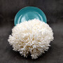 White Birdsnest Coral Cluster Seriatopora Hystrix (1 coral approx. 10-12+ inches) White Bird Nest Coral Cluster for home décor & collecting! Copyright 2026 SeaShellSupply.com.