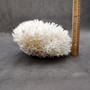 White Birdsnest Coral Cluster Seriatopora Hystrix (1 coral approx. 10-12+ inches) White Bird Nest Coral Cluster for home décor & collecting! Copyright 2026 SeaShellSupply.com.