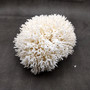 White Birdsnest Coral Cluster Seriatopora Hystrix (1 coral approx. 10-12+ inches) White Bird Nest Coral Cluster for home décor & collecting!