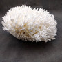 White Birdsnest Coral Cluster Seriatopora Hystrix (1 coral approx. 10-12+ inches) White Bird Nest Coral Cluster for home décor & collecting! Copyright 2026 SeaShellSupply.com.
