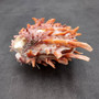 Red Purple Spiny Oyster Pair Spondylus Barbatus (1 pair shell approx. 3.75+ inches) B GRADE Natural spiny oyster shells for decor & collecting! Copyright 2026 SeaShellSupply.com.