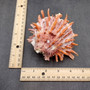 Red Purple Spiny Oyster Pair Spondylus Barbatus (1 pair shell approx. 3.75+ inches) B GRADE Natural spiny oyster shells for decor & collecting! Copyright 2026 SeaShellSupply.com.