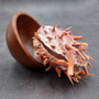 Red Purple Spiny Oyster Pair Spondylus Barbatus (1 pair shell approx. 3.75+ inches) B GRADE Natural spiny oyster shells for decor & collecting! Copyright 2026 SeaShellSupply.com.