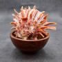 Red Purple Spiny Oyster Pair Spondylus Barbatus (1 pair shell approx. 3.75+ inches) B GRADE Natural spiny oyster shells for decor & collecting! Copyright 2026 SeaShellSupply.com.