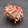 Red Purple Spiny Oyster Pair Spondylus Barbatus (1 pair shell approx. 3.75+ inches) B GRADE Natural spiny oyster shells for decor & collecting! Copyright 2026 SeaShellSupply.com.
