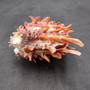 Red Purple Spiny Oyster Pair Spondylus Barbatus (1 pair shell approx. 3.75+ inches) B GRADE Natural spiny oyster shells for decor & collecting!