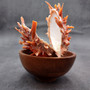 Red Purple Spiny Oyster Pair Spondylus Barbatus (1 pair shell approx. 3.75+ inches) B GRADE Natural spiny oyster shells for decor & collecting!