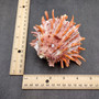 Red Purple Spiny Oyster Pair Spondylus Barbatus (1 pair shell approx. 3.75+ inches) B GRADE Natural spiny oyster shells for decor & collecting!