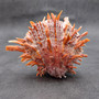 Red Purple Spiny Oyster Pair Spondylus Barbatus (1 pair shell approx. 3.75+ inches) B GRADE Natural spiny oyster shells for decor & collecting!