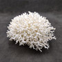 White Birdsnest Coral Cluster Seriatopora Hystrix (1 coral approx. 10L x 8W x 5H inches) White Coral Centerpiece for decor & display! Copyright 2026 SeaShellSupply.com.