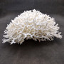 White Birdsnest Coral Cluster Seriatopora Hystrix (1 coral approx. 10L x 8W x 5H inches) White Coral Centerpiece for decor & display! Copyright 2026 SeaShellSupply.com.