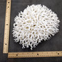 White Birdsnest Coral Cluster Seriatopora Hystrix (1 coral approx. 10L x 8W x 5H inches) White Coral Centerpiece for decor & display! Copyright 2026 SeaShellSupply.com.