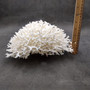 White Birdsnest Coral Cluster Seriatopora Hystrix (1 coral approx. 10L x 8W x 5H inches) White Coral Centerpiece for decor & display! Copyright 2026 SeaShellSupply.com.