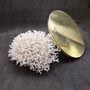 White Birdsnest Coral Cluster Seriatopora Hystrix (1 coral approx. 10L x 8W x 5H inches) White Coral Centerpiece for decor & display! Copyright 2026 SeaShellSupply.com.
